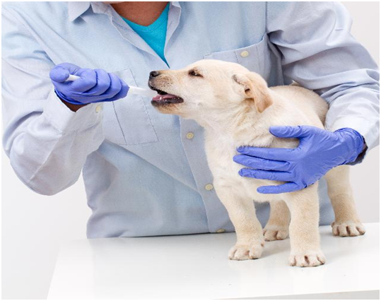 Rotina de um laboratório veterinário